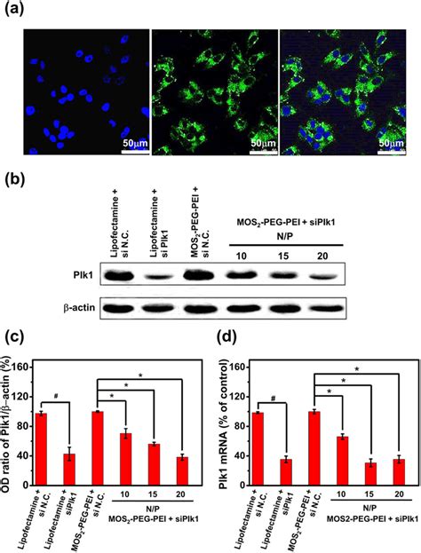 Cell uptake and in vitro siRNA transfection. (a) Confocal microscopy... | Download Scientific ...