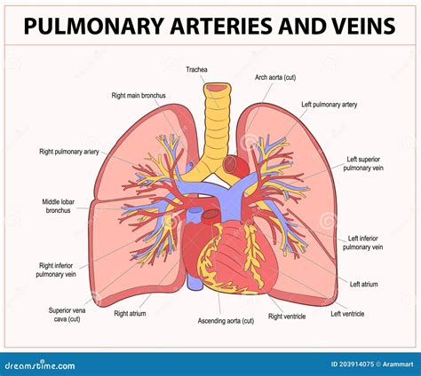 Pulmonary Arteries Stock Illustrations – 933 Pulmonary Arteries Stock Illustrations, Vectors ...