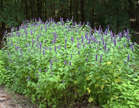 Blooming Anise Hyssop Attracts Bees and Butterflies – wildeherb.com