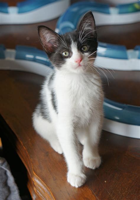 Morton Mouse - Island Cat Resources and Adoption