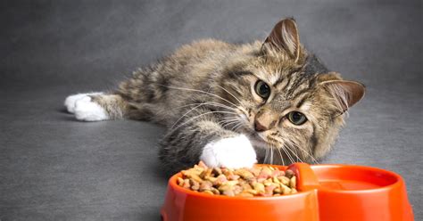 Your Cat’s Digestive System - PetlifeAU™