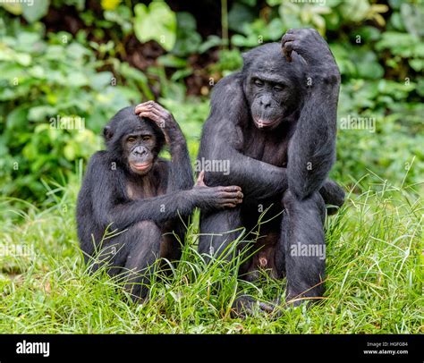 Bonobos in natural habitat on Green natural background. The Bonobo Stock Photo, Royalty Free ...