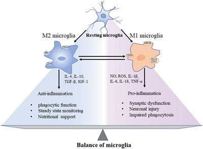 Frontiers | The effects of microglia-associated neuroinflammation on ...