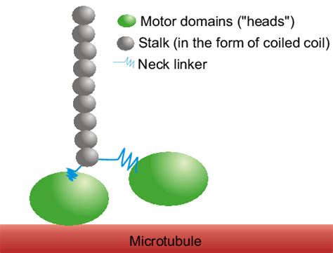 Schematic representation of a kinesin-1 motor protein. It consists of... | Download Scientific ...