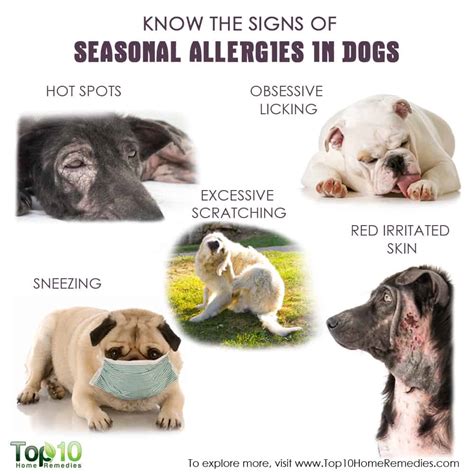 Know the Signs of Seasonal Allergies in Dogs | Top 10 Home Remedies