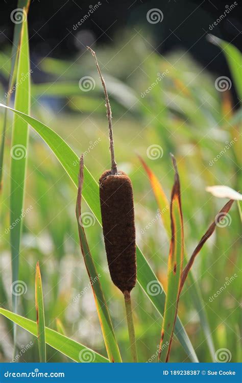 Single Bulrush stock image. Image of typha, grow, bulrushes - 189238387