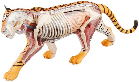 Modelo de anatomía del tigre de Famemaster 4D VisionB008LO4IY6 ...