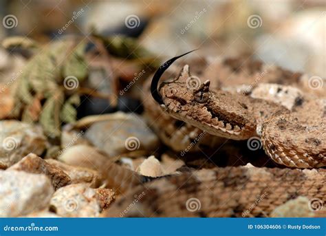 Crotalus Cerastes Cercobombus Stock Photo - Image of desert, habitat ...