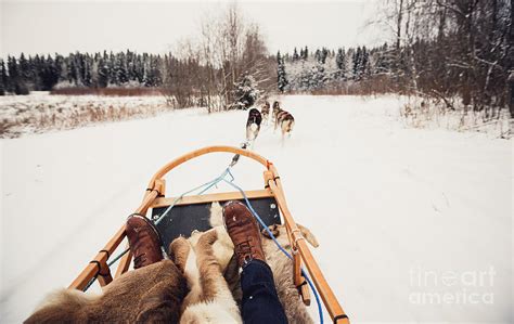 Sled Dogs Pulling A Sled Photograph by Andrey Bayda - Fine Art America