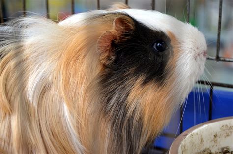 Guinea Pig Free Stock Photo - Public Domain Pictures