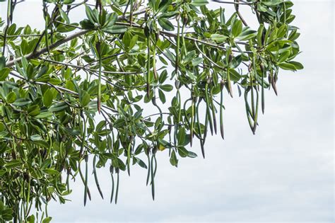 Mangrove Tree Offspring Travel Through Water Currents. How will Changing Ocean Densities Alter ...