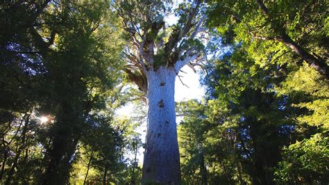 Tāne Mahuta Walk: Waipoua Forest, Northland