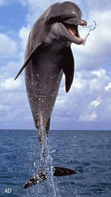 dolphin iPhone Live Wallpaper - Download on PHONEKY iOS App