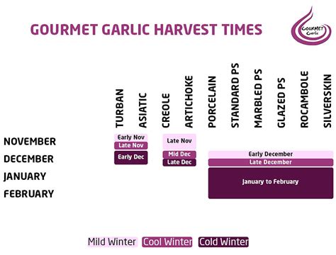 Harvesting | Gourmet Garlic