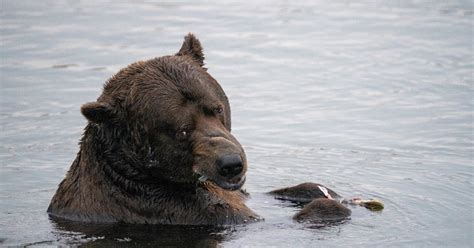 This is how a mama bear won Fat Bear Week, Katmai National Park officials say - ABC News