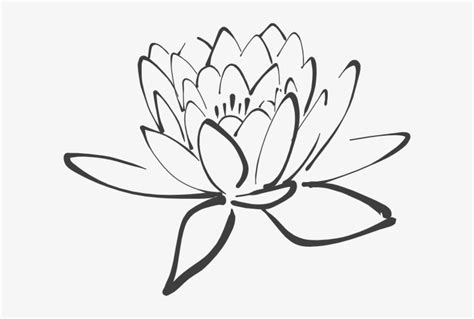 Lotus Flower Outline - Black And White Lotus Clipart Transparent PNG ...