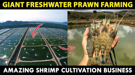 Giant Freshwater PRAWN Farming | How to start SHRIMP Farming Business