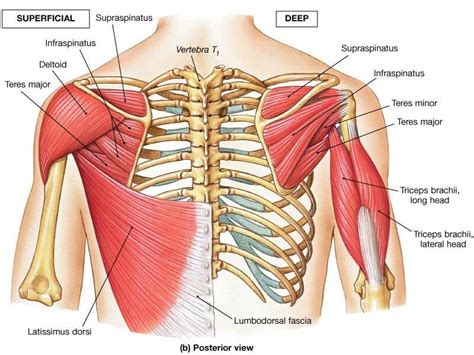 Main Muscle Groups: Exercises for Each Muscle Group | Legion