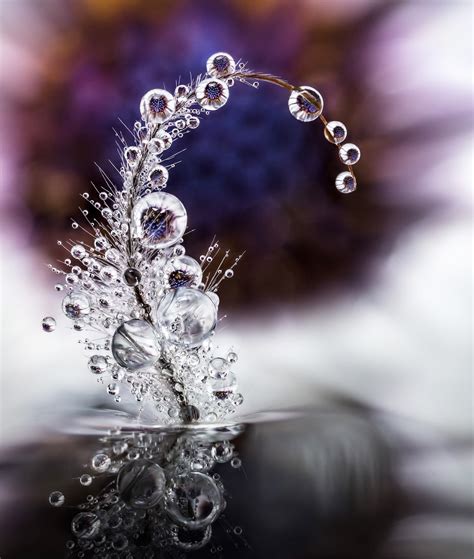 Macro Photography Reveals Water Droplets as Miniature Works of Art