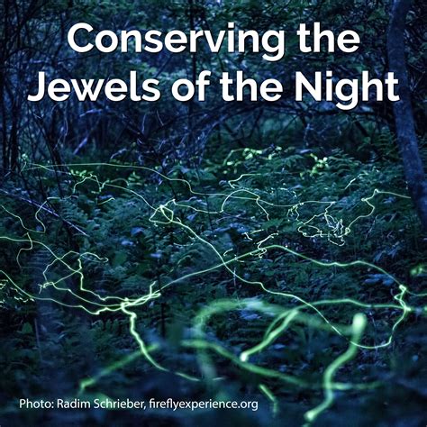 Firefly Conservation: Conserving the Jewels of the Night | Xerces Society