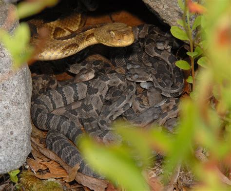 Conservation efforts to open up rattlesnake habitat bring in much-needed sunlight but could ...