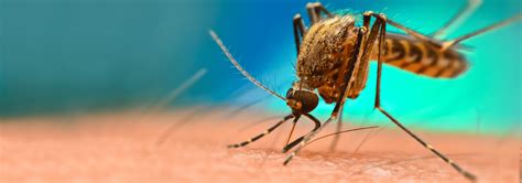 Mosquito Identification In Jacksonville, FL | Lindsey Pest Services