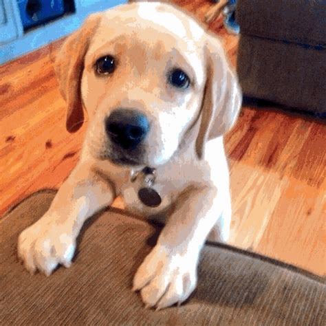 Cuteness GIF - Find & Share on GIPHY