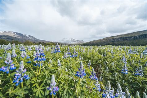 Hiking to Glymur, Iceland's Second Tallest Waterfall | Aspiring Wild