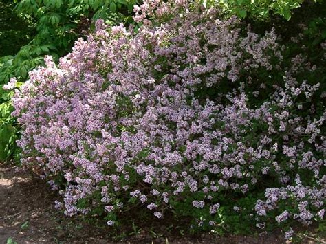 Dwarf Korean Lilac - Plant Guide