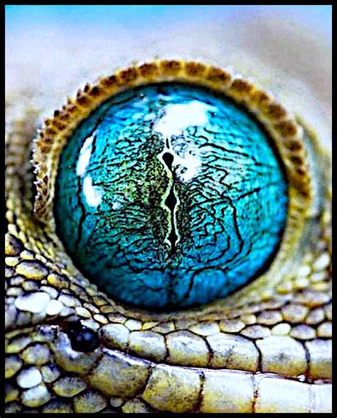 Blue snake eye Les Reptiles, Reptiles And Amphibians, Eye Photography, Animal Photography ...