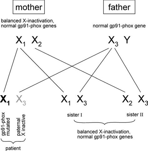 Diagram of X chromosome inheritance in the patient's family. | Download ...