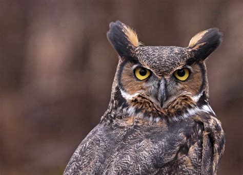 Five things to know about great horned owls, the quintessential owl | Forest Preserve District ...