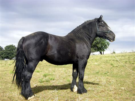 Percheron Draft Horse Info, Origin, History, Pictures