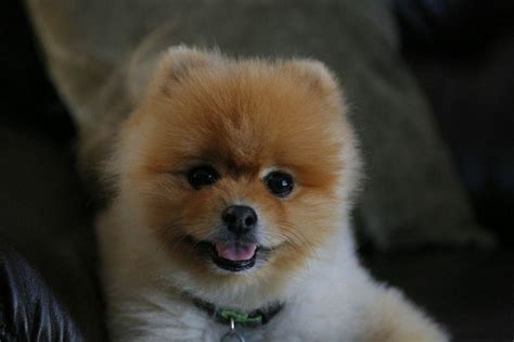 Hi ! My name is Pookie Bear : r/pomeranian