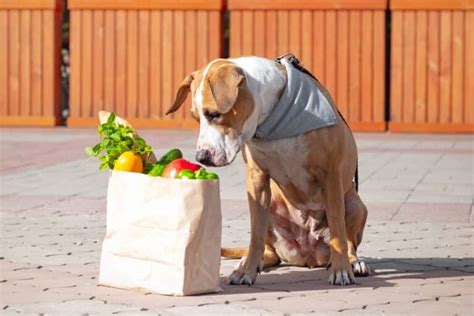 How Much to Feed a Pitbull (Puppy & Adult Feeding Chart)