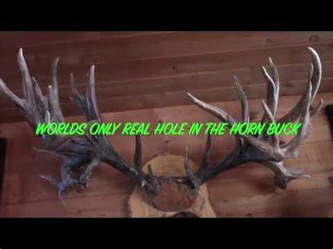 REAL HOLE in the HORN BUCK - YouTube