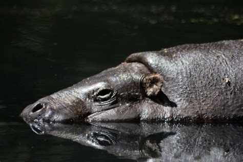 Pygmy Hippo Facts, Pictures, Video & Info: Endangered Hippopotamus