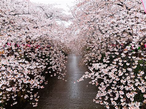 20 Of The Best Pictures Of This Year's Japanese Cherry Blossoms | DeMilked