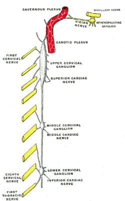 Middle cervical ganglion - Wikipedia