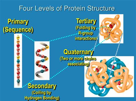 Levels Of Protein Structure Diagram Structure Protein Levels