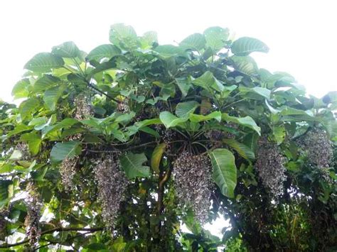 OUR PHILIPPINE TREES: The Avoided Plant of the Philippine Forest