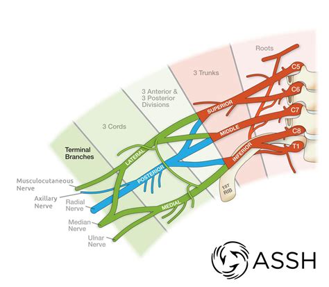 Anatomy 101: Brachial Plexus The Hand Society, 42% OFF