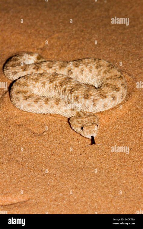 Sahara sand viper (Cerastes vipera) burying itself in the sand The ...