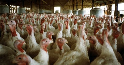 Poultry Slaughterhouse Fined for Child Labor Violations - Mercy For Animals