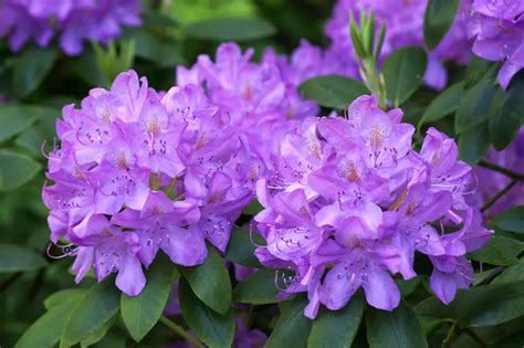 Rhododendron Leaves Turning Yellow? – 4 Reasons & Cures – Big Organic Garden