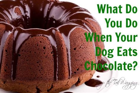 What to Do When Your Dog Eats Chocolate Cake | Keep the Tail Wagging