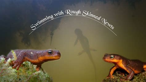 Swimming with Poisonous Rough Skinned Newts | Swimmer's Daily