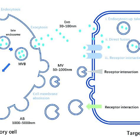 Schematic diagram of the process of secretory cells secreting three ...