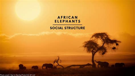 Elephant social structure - YouTube