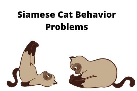 10 Common Siamese Cat Behavior Problems & How To Fix Them